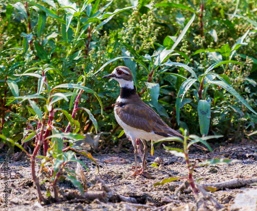 The killdeer is a medium-sized plover. The genus name Charadrius is a Late Latin word for a yellowish bird mentioned in the fourth-century Vulgate. Here it is seen foraging on the shore line. photo