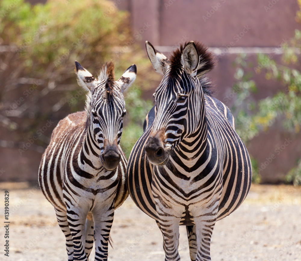Fototapeta premium The plains zebra is the most common, and has or had about six subspecies distributed across much of southern and eastern Africa. Each animal stripes are unique as fingerprints, none are exactly alike