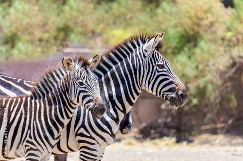 The plains zebra is the most common  and has or had about six subspecies distributed across much of southern and eastern Africa. Each animal stripes are unique as fingerprints  none are exactly alike