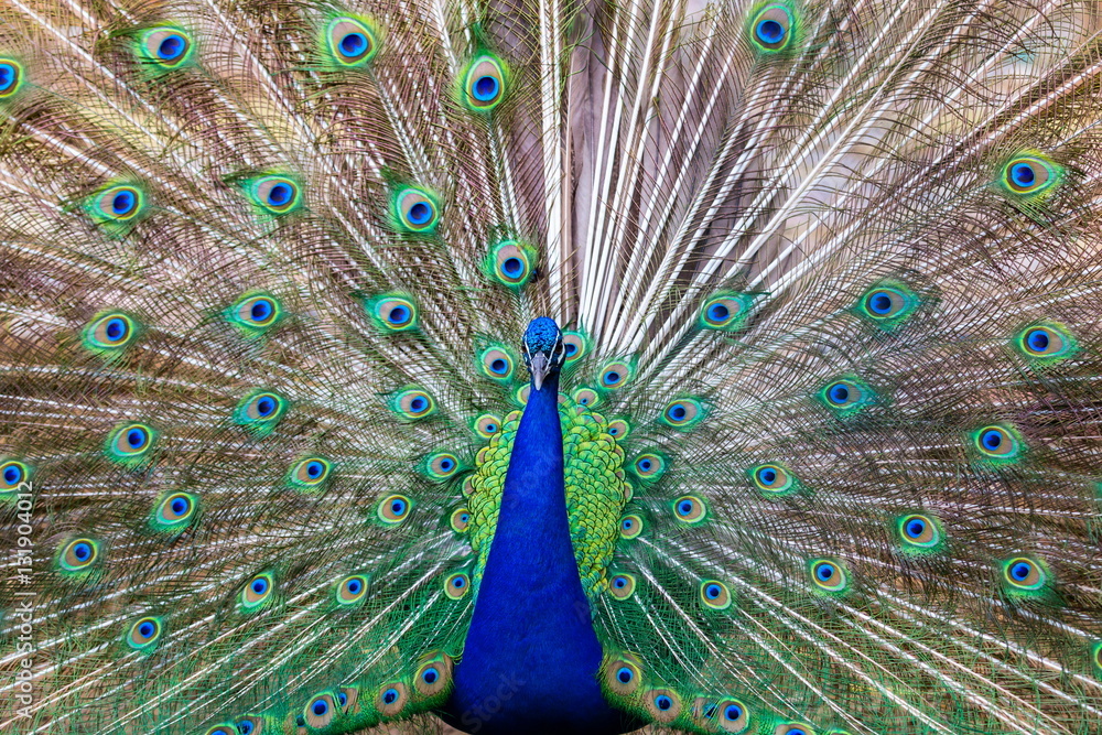 Commonly called the peacock. The Indian peafowl or blue peafowl, a large and brightly coloured bird, is a species of peafowl native to South Asia, but introduced in many other parts of the world.