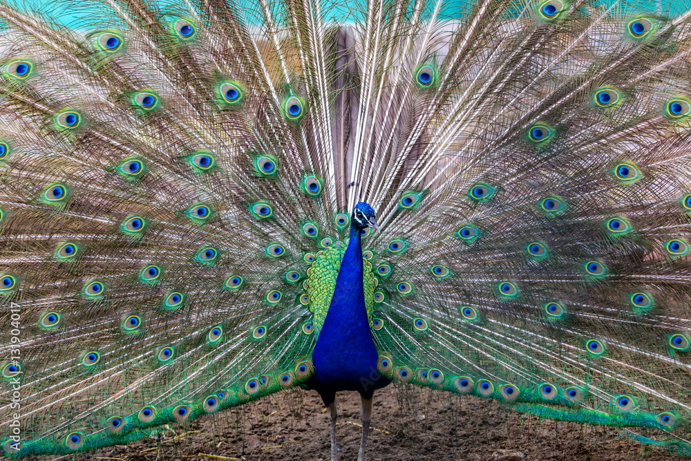 Fototapeta premium Commonly called the peacock. The Indian peafowl or blue peafowl, a large and brightly coloured bird, is a species of peafowl native to South Asia, but introduced in many other parts of the world.