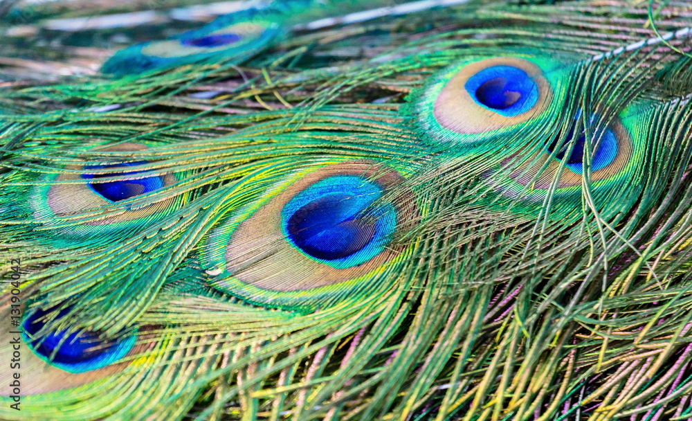 Fototapeta premium Commonly called the peacock. The Indian peafowl or blue peafowl, a large and brightly coloured bird, is a species of peafowl native to South Asia, but introduced in many other parts of the world.