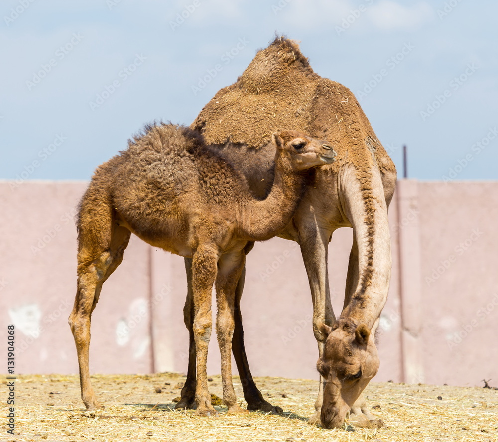 Numéro Un - Trio Camel