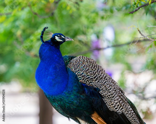 Wallpaper Mural Commonly called the peacock. The Indian peafowl or blue peafowl, a large and brightly coloured bird, is a species of peafowl native to South Asia, but introduced in many other parts of the world. Torontodigital.ca