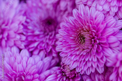 Chrysanthemum