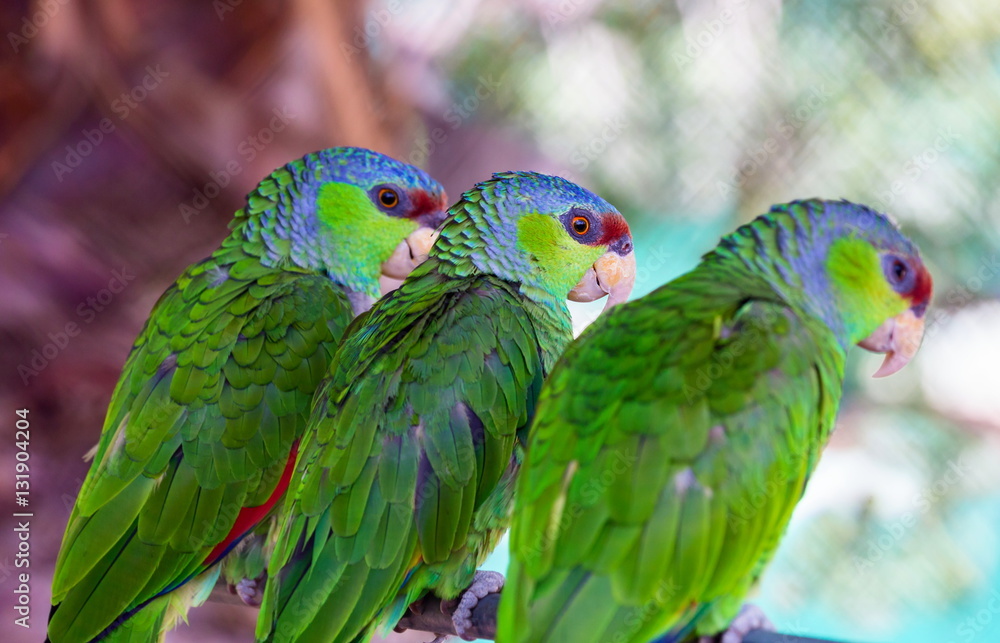The lilac-crowned amazon is a parrot endemic to the Pacific slopes of Mexico. Also known as Finsch's amazon, the parrot is characterized by green plumage, a maroon forehead, and violet-blue crown. The lilac-crowned amazon is a parrot endemic to the Pacific slopes of Mexico. Also known as Finsch's amazon, the parrot is characterized by green plumage, a maroon forehead, and violet-blue crown.