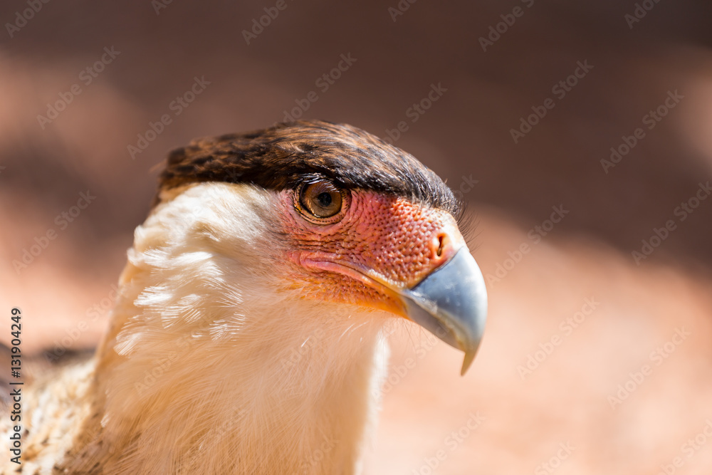 Obraz premium A tropical version of a vulture, the Crested Caracara reaches the United States only in Arizona, Texas, and Florida. It is a bird of open country, where it often is seen at carrion with vultures. 