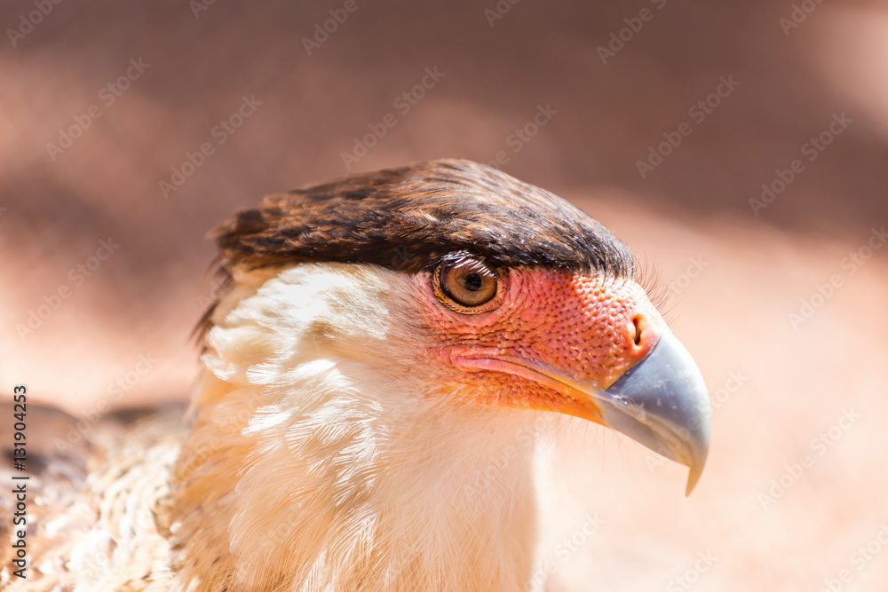 Obraz premium A tropical version of a vulture, the Crested Caracara reaches the United States only in Arizona, Texas, and Florida. It is a bird of open country, where it often is seen at carrion with vultures. 