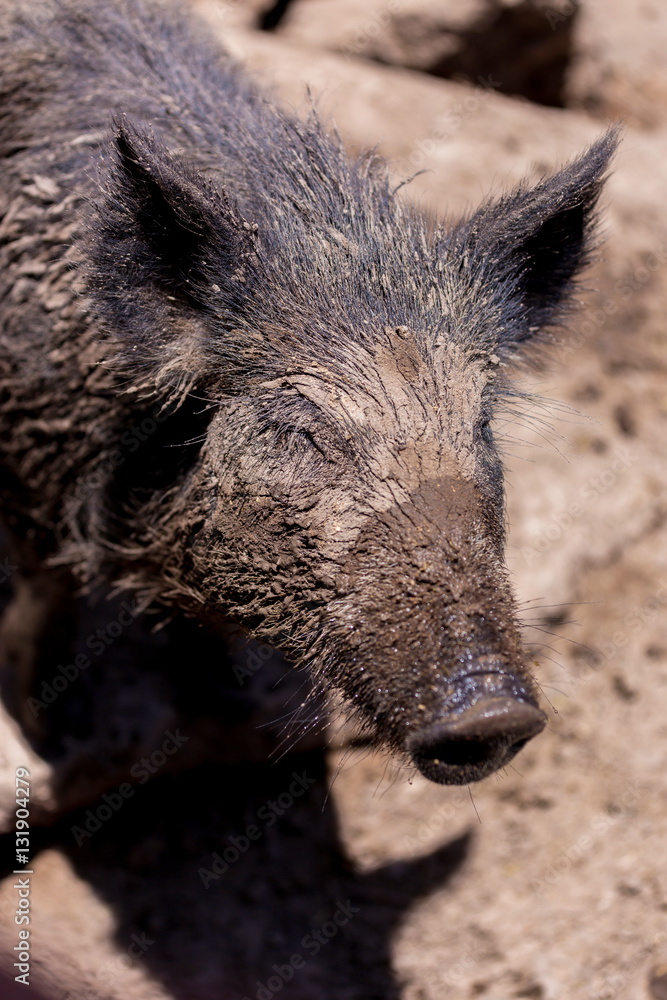 They're hairy, stinky, and downright adorable! Meet the Javelina, Sedona's famous pig-like desert dweller. Otherwise known as the Collared Peccary, the Javelina is one of three species of New World. They're hairy, stinky, and downright adorable! Meet the Javelina, Sedona's famous pig-like desert dweller. Otherwise known as the Collared Peccary, the Javelina is one of three species of New World.