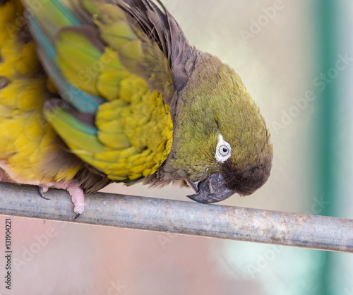 Pionus is a genus of medium-sized parrots native to Mexico, and Central and South America. Characteristic of the genus are the chunky body, bare eye ring, and short square tail. photo