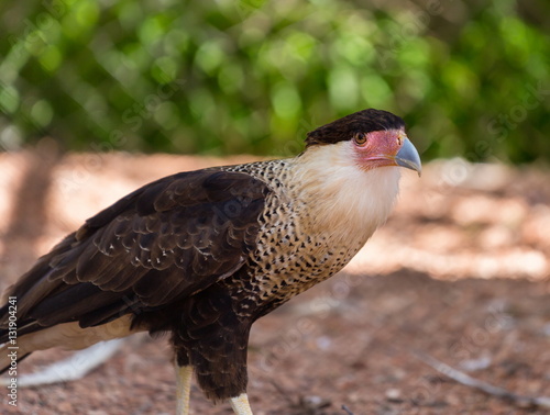 Foto A tropical version of a vulture, the Crested Caracara reaches the United States only in Arizona, Texas, and Florida