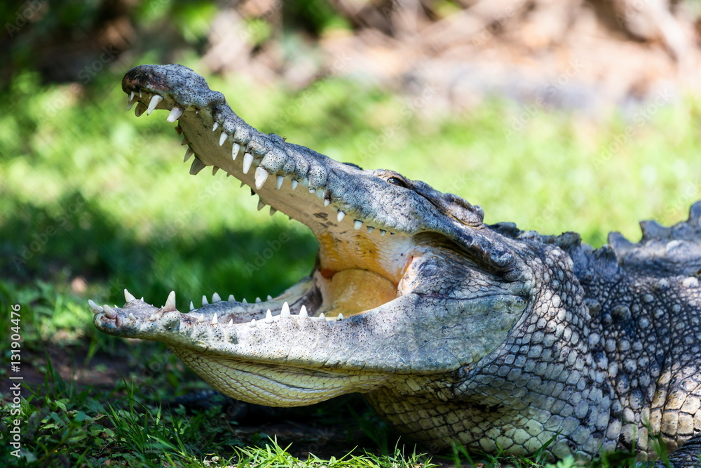 Obraz premium Crocodiles or true crocodiles are large aquatic reptiles that live throughout the tropics in Africa, Asia, the Americas and Australia.
