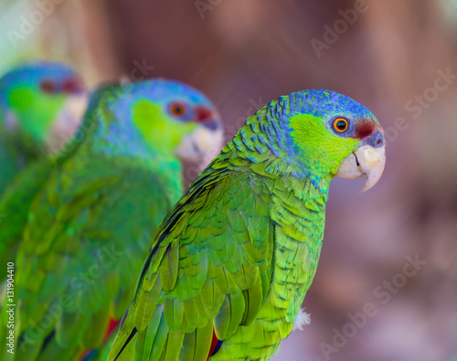 The lilac-crowned amazon is a parrot endemic to the Pacific slopes of Mexico. Also known as Finsch s amazon  the parrot is characterized by green plumage  a maroon forehead  and violet-blue crown.
