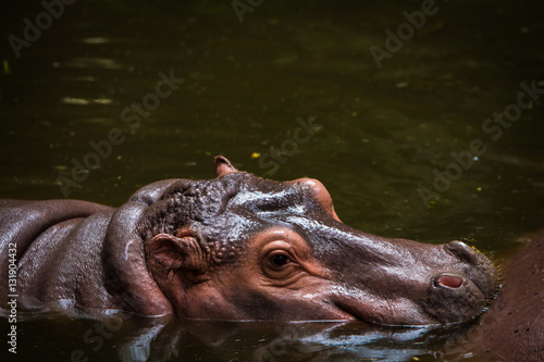 Hippopotamus Portrait in the water