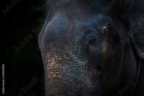 Photography Elephant face dramatic background