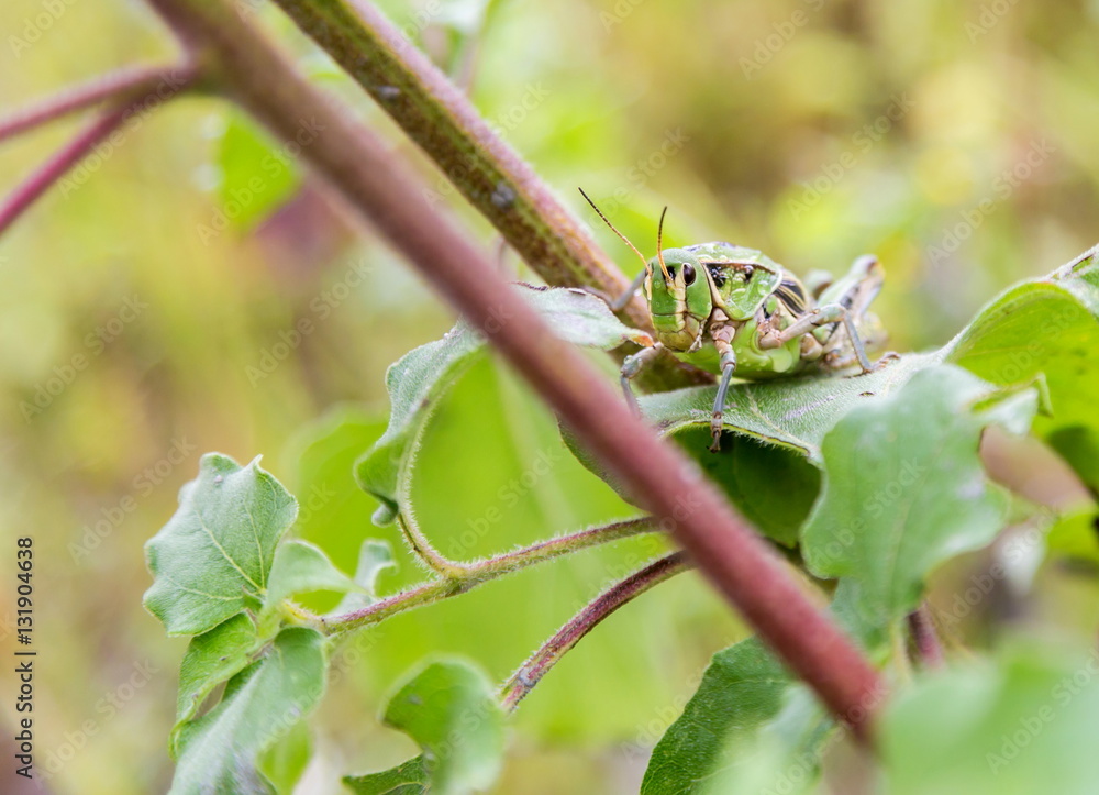 Bright green grasshoppers are found in abundance in the grasslands of Mexico. They are also collected and are commonly eaten in certain areas of Mexico. Bright green grasshoppers are found in abundance in the grasslands of Mexico. They are also collected and are commonly eaten in certain areas of Mexico.