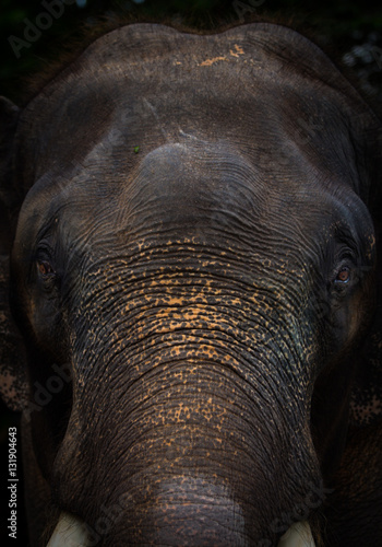 Canvas Print Elephant face Portrait in the background