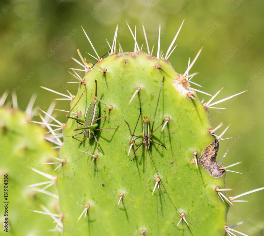Katydids are found in Mexico. Similar to grasshoppers,you can find them in grasslands, prairies, meadows and other grassy or weedy areas, especially near swamps, creeks, and other damp areas in Mexico Katydids are found in Mexico. Similar to grasshoppers,you can find them in grasslands, prairies, meadows and other grassy or weedy areas, especially near swamps, creeks, and other damp areas in Mexico