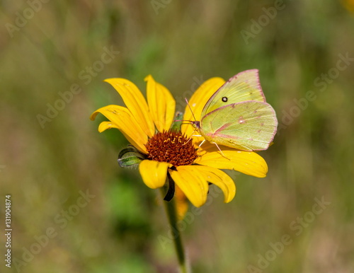 Southern dogface butterfly on wild sunflower. © Hummingbird Art