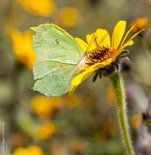 Cloudless sulphur butterfly feasting on a wild sunflower in central Mexico.