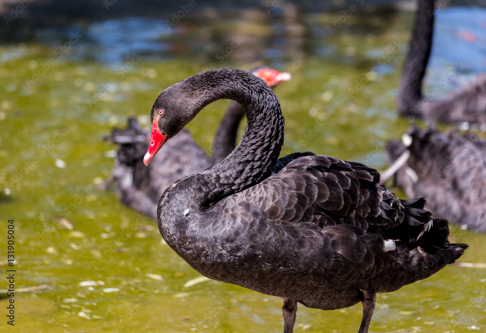 Fototapeta premium The black swan is a large water bird, a species of swan, which breeds mainly in the southeast and southwest regions of Australia.