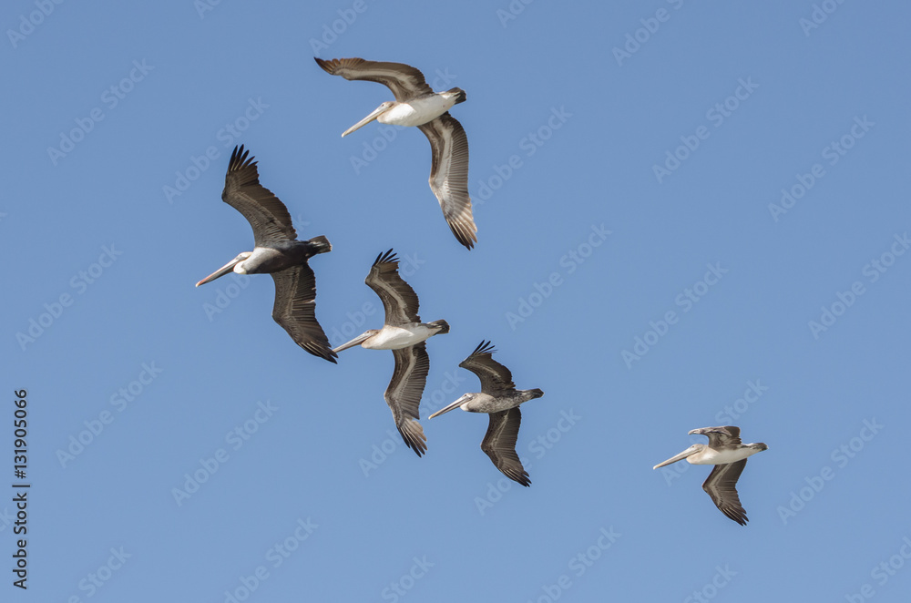 Obraz premium Pelicans in formation