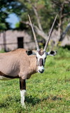 The gemsbok or gemsbuck is a large antelope in the Oryx genus. It is native to the arid regions of Southern Africa, such as the Kalahari Desert.