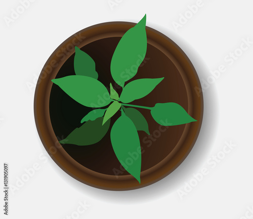 top view of a plant in a pot vector graphics