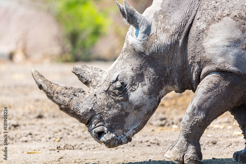 Both black and white rhinoceroses are actually gray. They are different not in color but in lip shape. The black rhino has a pointed upper lip, while its white relative has a squared lip. Both black and white rhinoceroses are actually gray. They are different not in color but in lip shape. The black rhino has a pointed upper lip, while its white relative has a squared lip.