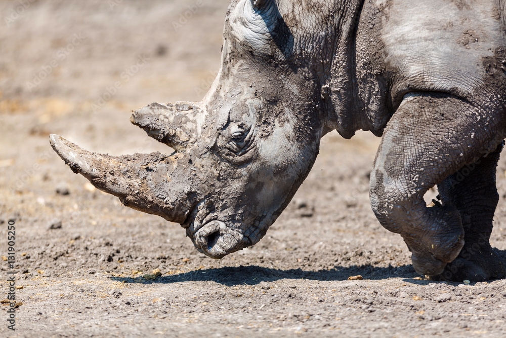 Fototapeta premium Both black and white rhinoceroses are actually gray. They are different not in color but in lip shape. The black rhino has a pointed upper lip, while its white relative has a squared lip.