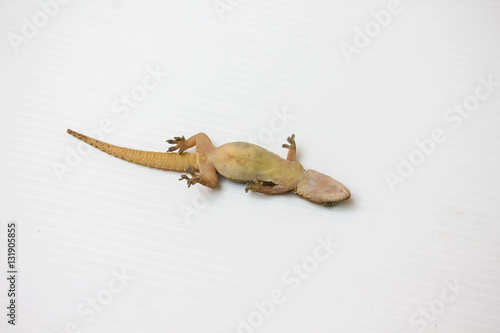 Dead lizard or a small reptile on white
