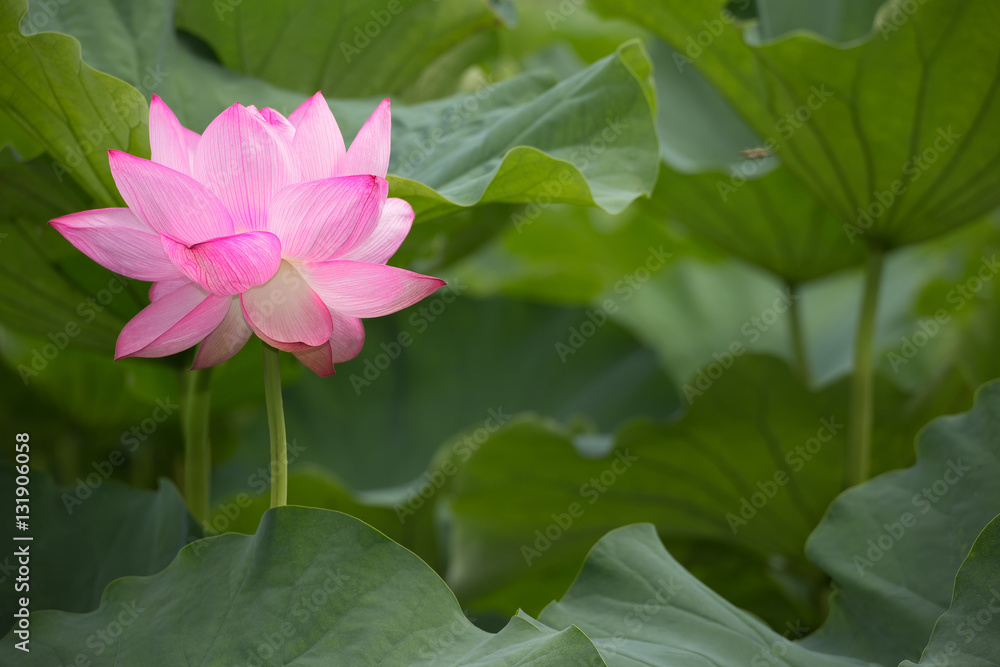 The Lotus Flower.Background is the lotus leaf.The shooting place is Shinobazunoike in Ueno Park in Ueno, Taito-ku, Tokyo Japan. The Lotus Flower.Background is the lotus leaf.The shooting place is Shinobazunoike in Ueno Park in Ueno, Taito-ku, Tokyo Japan.