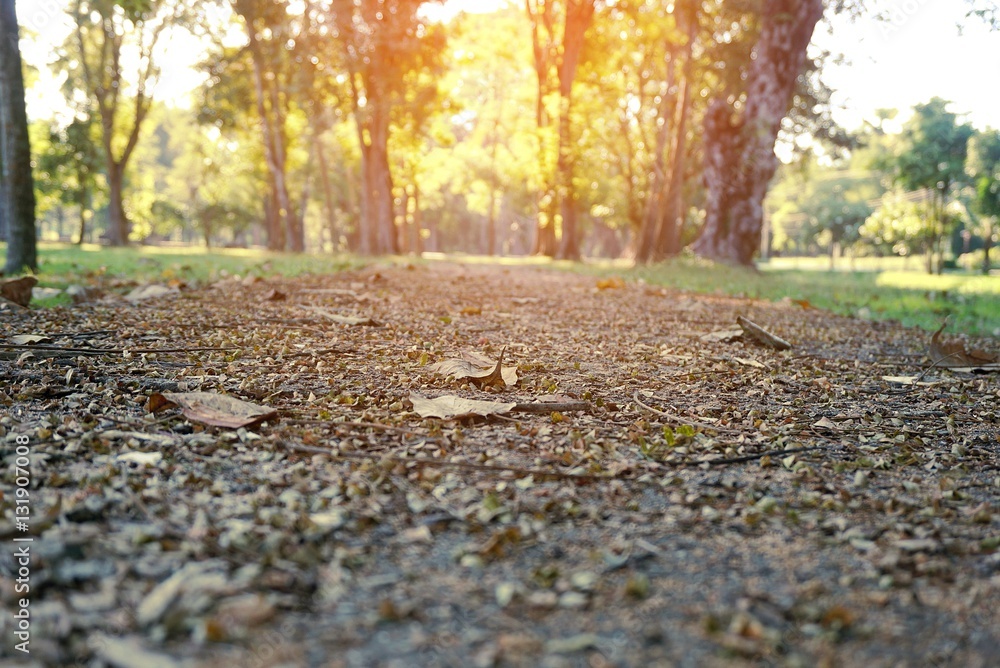 dry leaf on the road in a spring season with sun rays background dry leaf on the road in a spring season with sun rays background