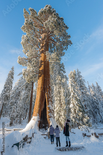 Giant Sequoia Trees in the forest dunring winter photo