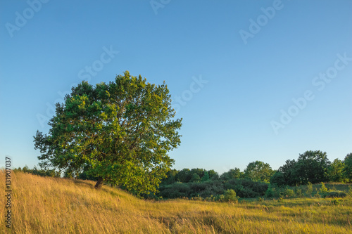 Oak tree with green leaves among the yellowed grass