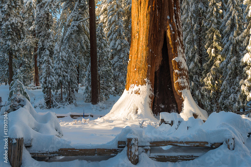 Giant Sequoia Trees in the forest dunring winter