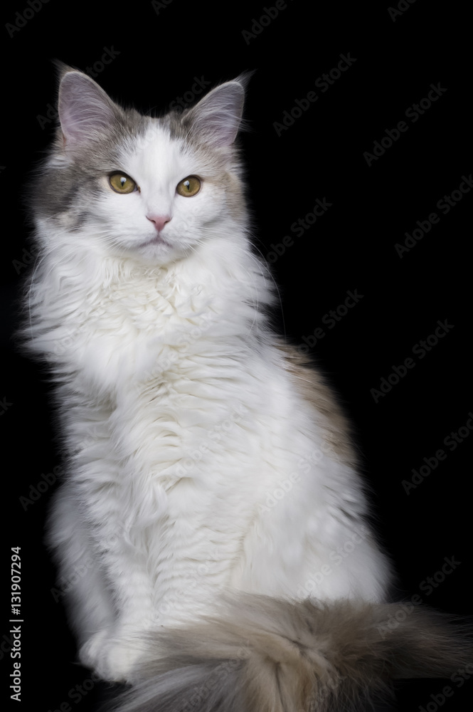 Obraz premium ノルウェージャンフォレストキャット