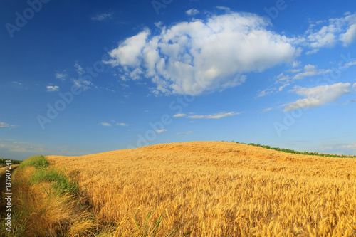 Wheat field against a blue sky