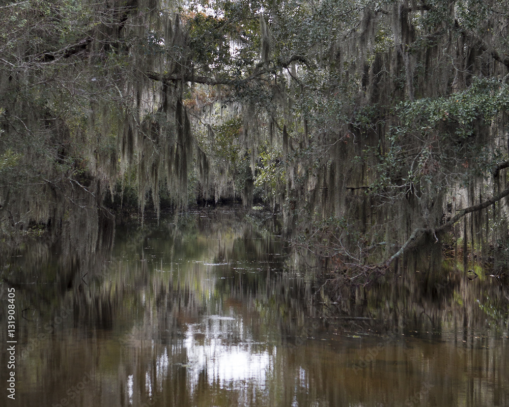 Spanish Moss Hanging from Trees Spanish Moss Hanging from Trees