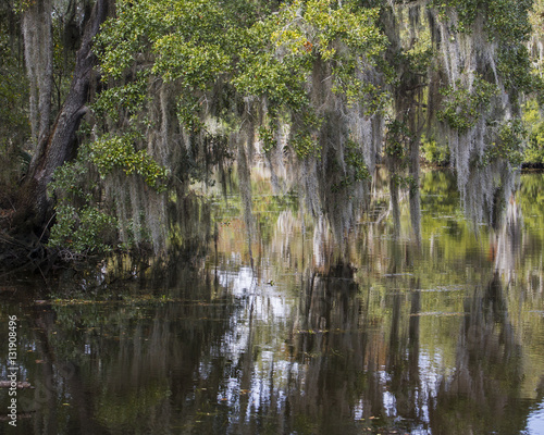 Trees, Spanish Moss and Reflections