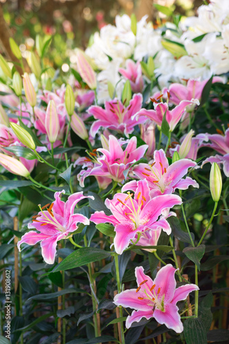 Fototapeta Naklejka Na Ścianę i Meble -  Chiang Rai Flower Festival