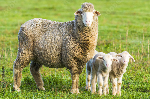 A Merino sheep with thick woolen coat and newly born twins