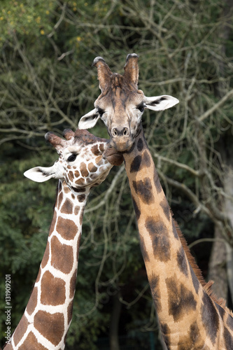 wedding ritual giraffes