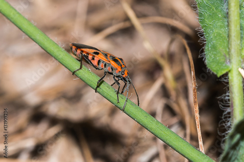 little insect on branch