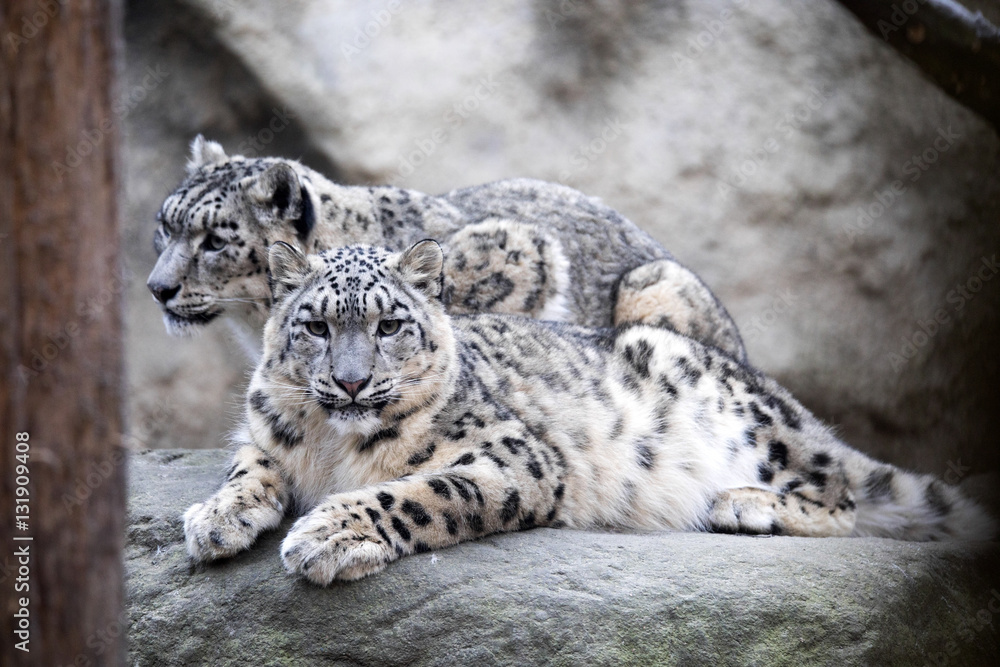 Fototapeta premium subadult snow leopard Uncia uncia, are threatened with extinction