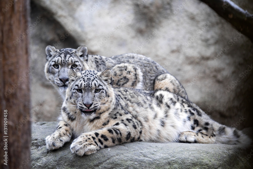 Naklejka premium subadult snow leopard Uncia uncia, są zagrożone wyginięciem