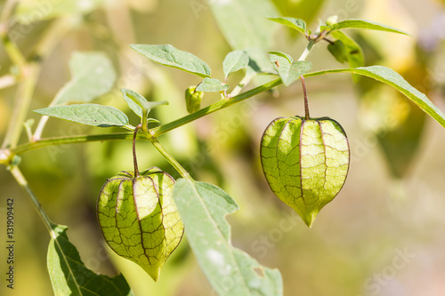 Obraz na płótnie Physalis minima herb