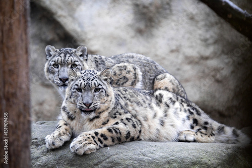 subadult snow leopard Uncia uncia, are threatened with extinction