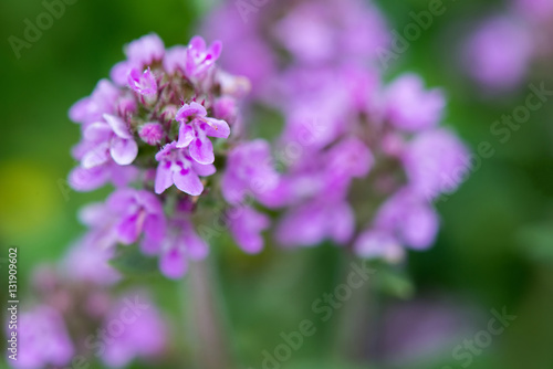 Closeup of wild thyme - selective focus  copy space