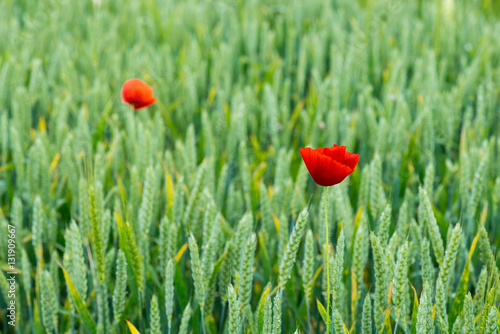 Wild poppies in a field of wheat